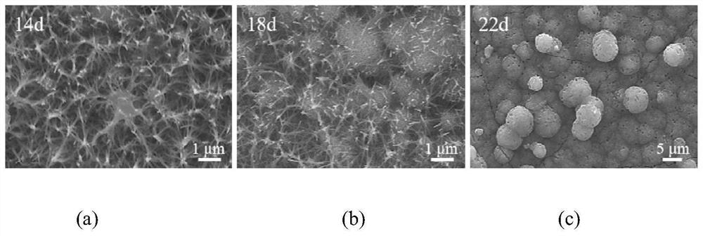 Preparation method of 3D-configuration sodium titanate nanofiber coating with high bonding strength