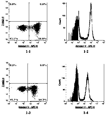 Allophycocyanin (APC) and Annexin V protein coupling method