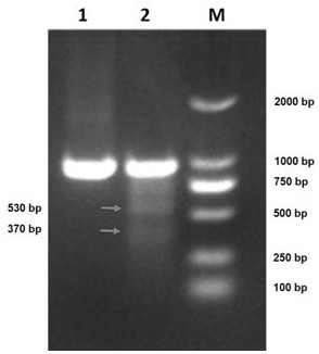 A method for rapid preparation of pd-1ˉt cells by efficient gene editing and its application