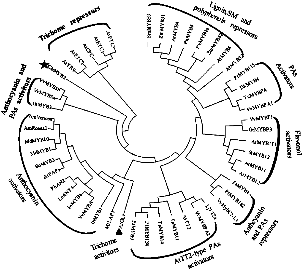 Multifunctional MYB transcription factor gene and application thereof