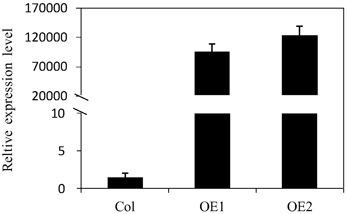 Multifunctional MYB transcription factor gene and application thereof