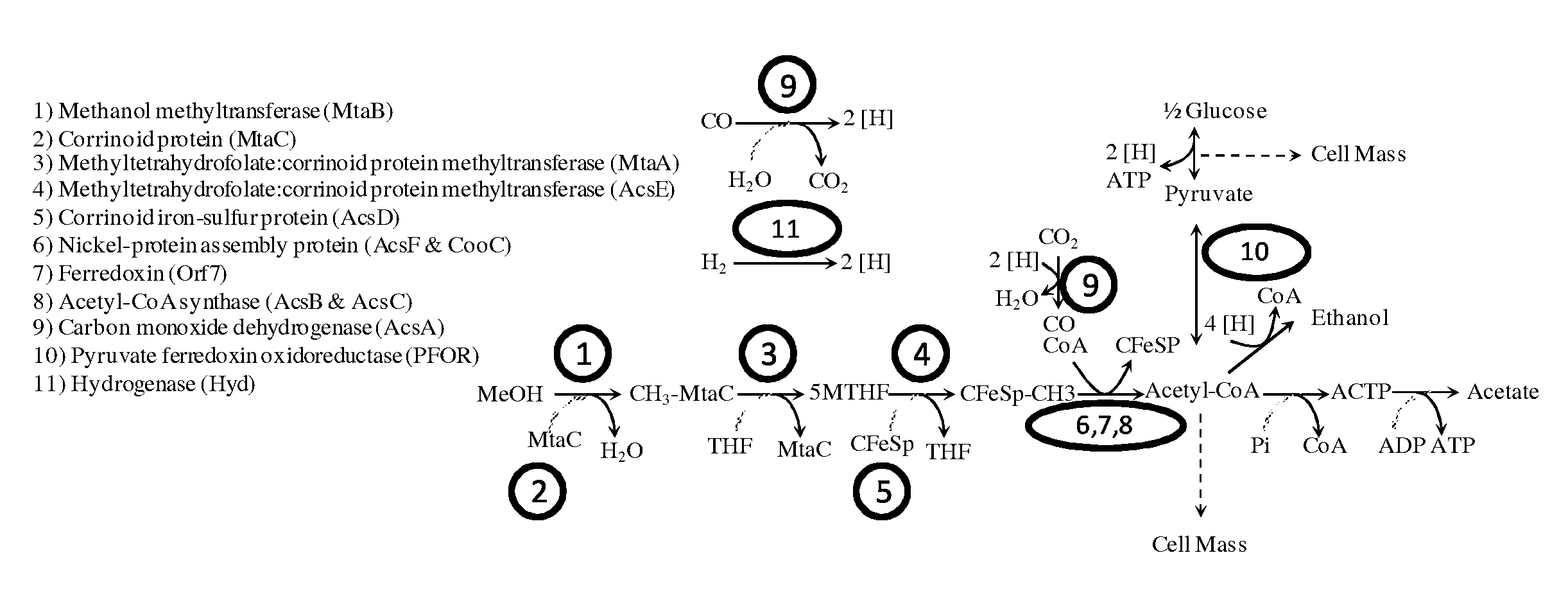 Methods and organisms for utilizing synthesis gas or other gaseous carbon sources and methanol