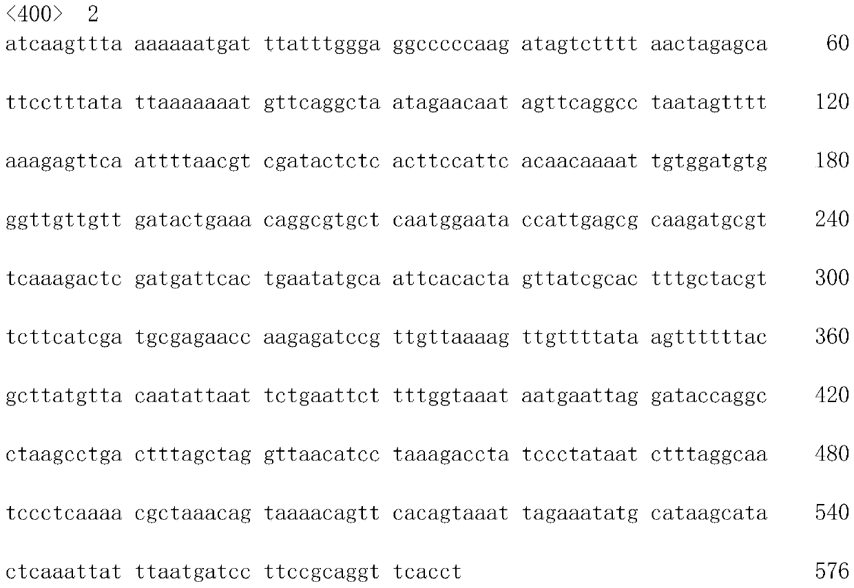 Rhizomucor variabilis and its cultivation method, bacterial agent and application