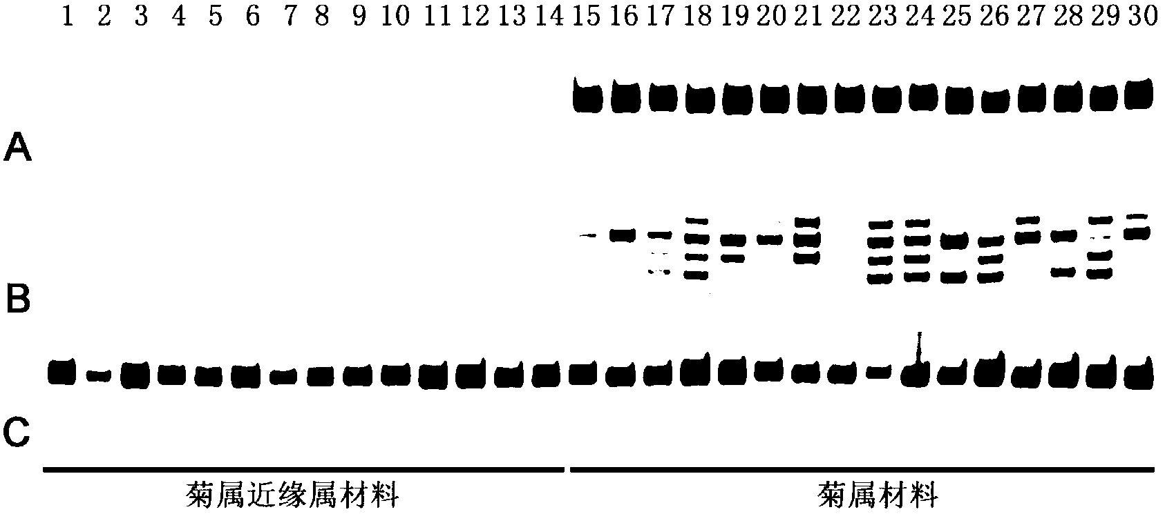 Method for developing dendranthema SSR (Simple Sequence Repeat) primer based on transcriptome sequencing