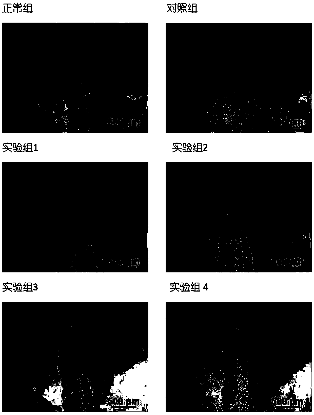 Composition having function of inhibiting fat formation and antioxidant activity and application of composition