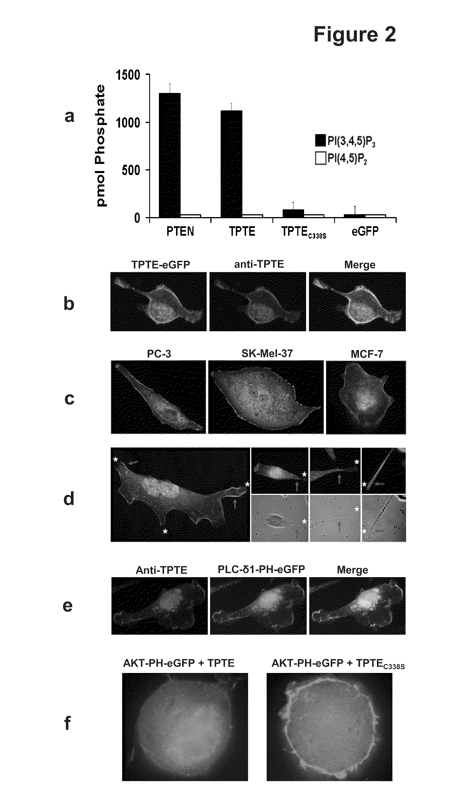 Compositions and Methods for Therapy and Diagnosis of Cancer and Cancer Metastasis