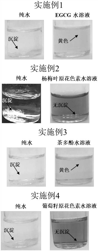 Method for solubilizing hydrophobic polyphenol with hydrophilic polyphenols