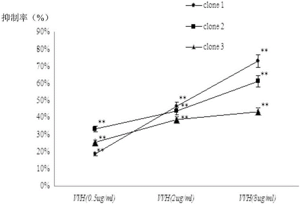 Preparation method and application for human-derived vibrio vulnificus hemolysin (VVH) resistant antibody