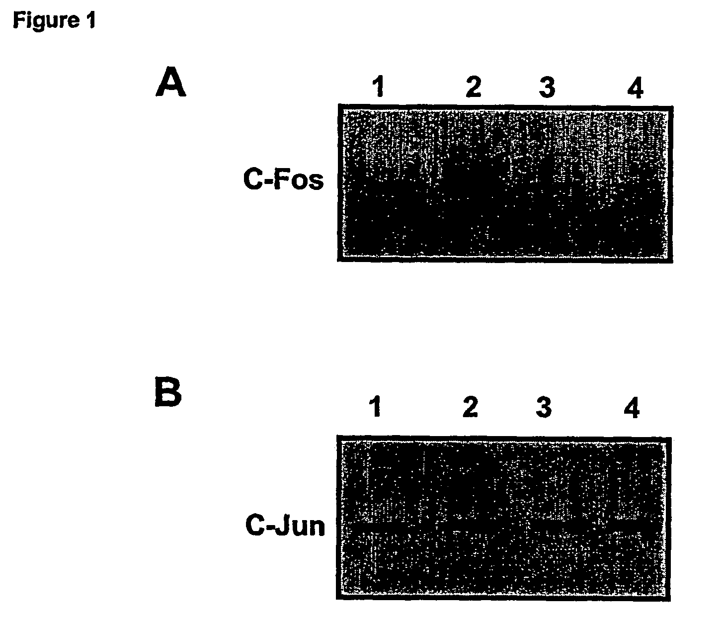 Novel raf/ras binding compounds