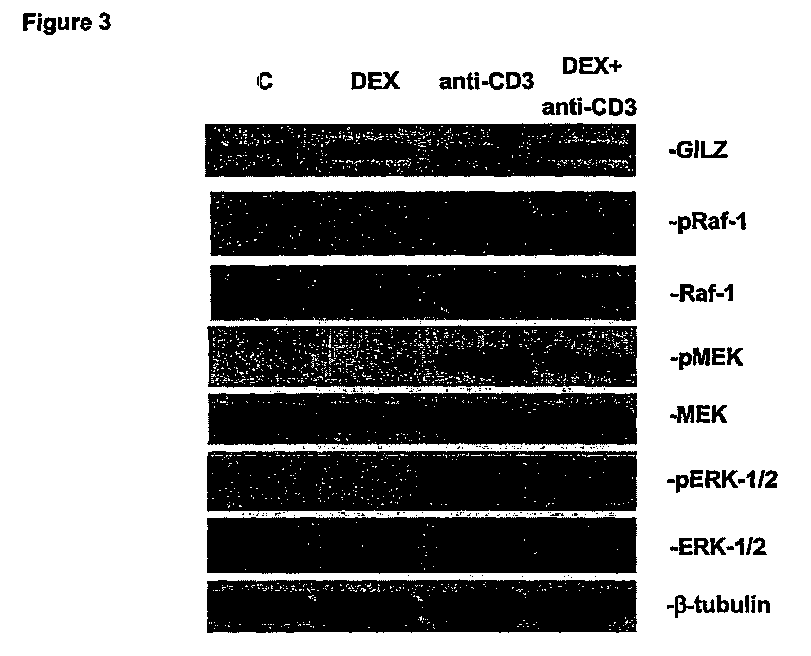 Novel raf/ras binding compounds