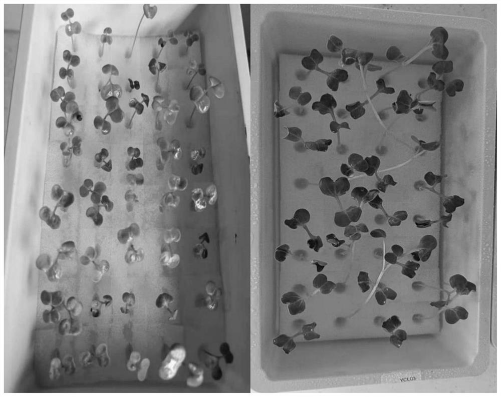 Primer combination for identifying authenticity of hybrid seeds of rape and radish and application of primer combination