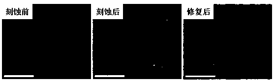 Preparation method of graphene-based self-repairing super-hydrophobic coating