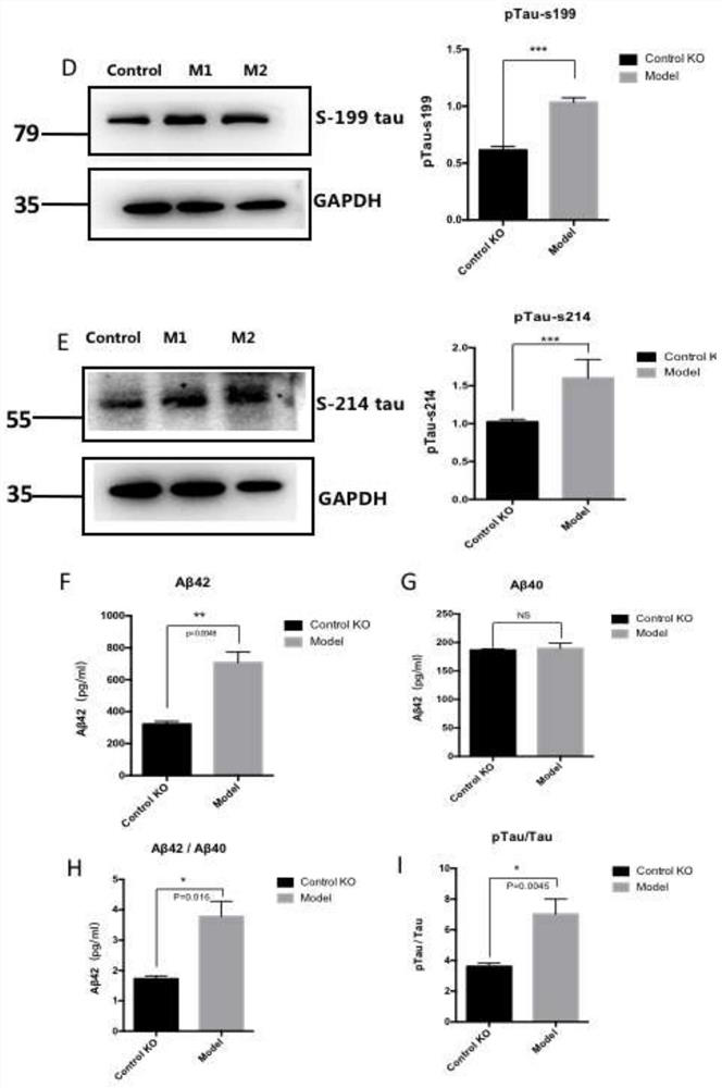 Target protein for promoting neuron regeneration and application of target protein