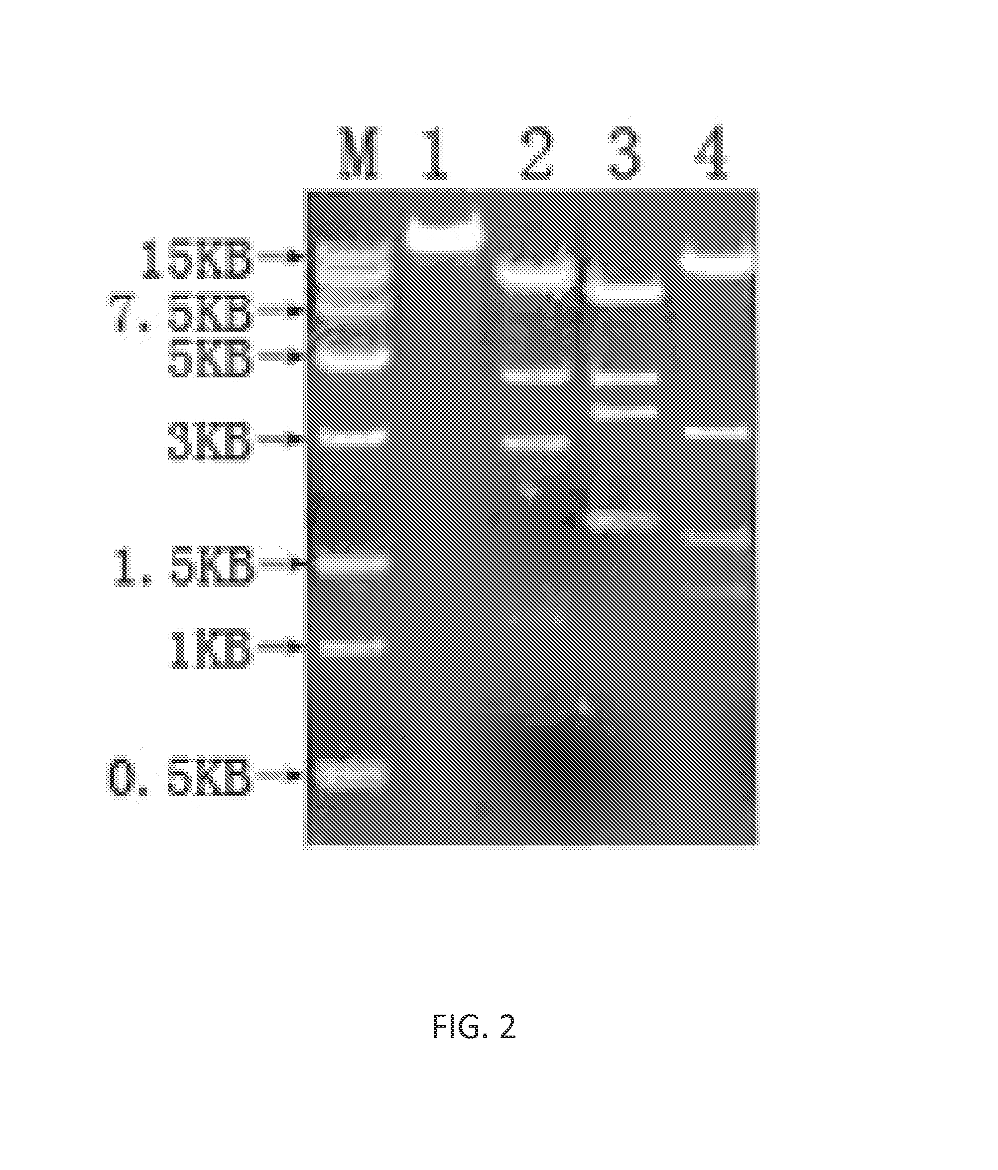 Heat-resistant newcastle disease virus live vaccine vector system and use thereof