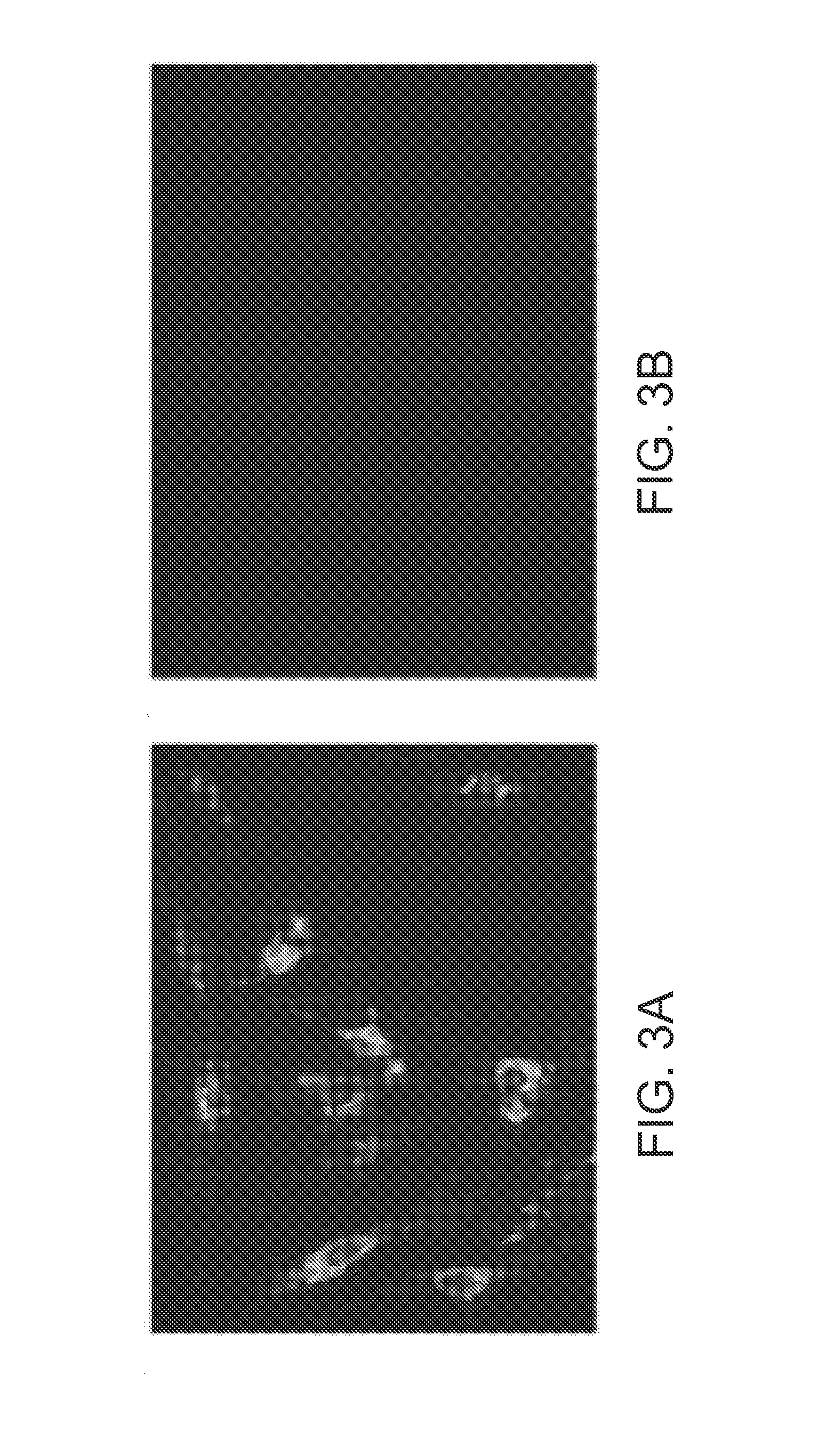 Heat-resistant newcastle disease virus live vaccine vector system and use thereof