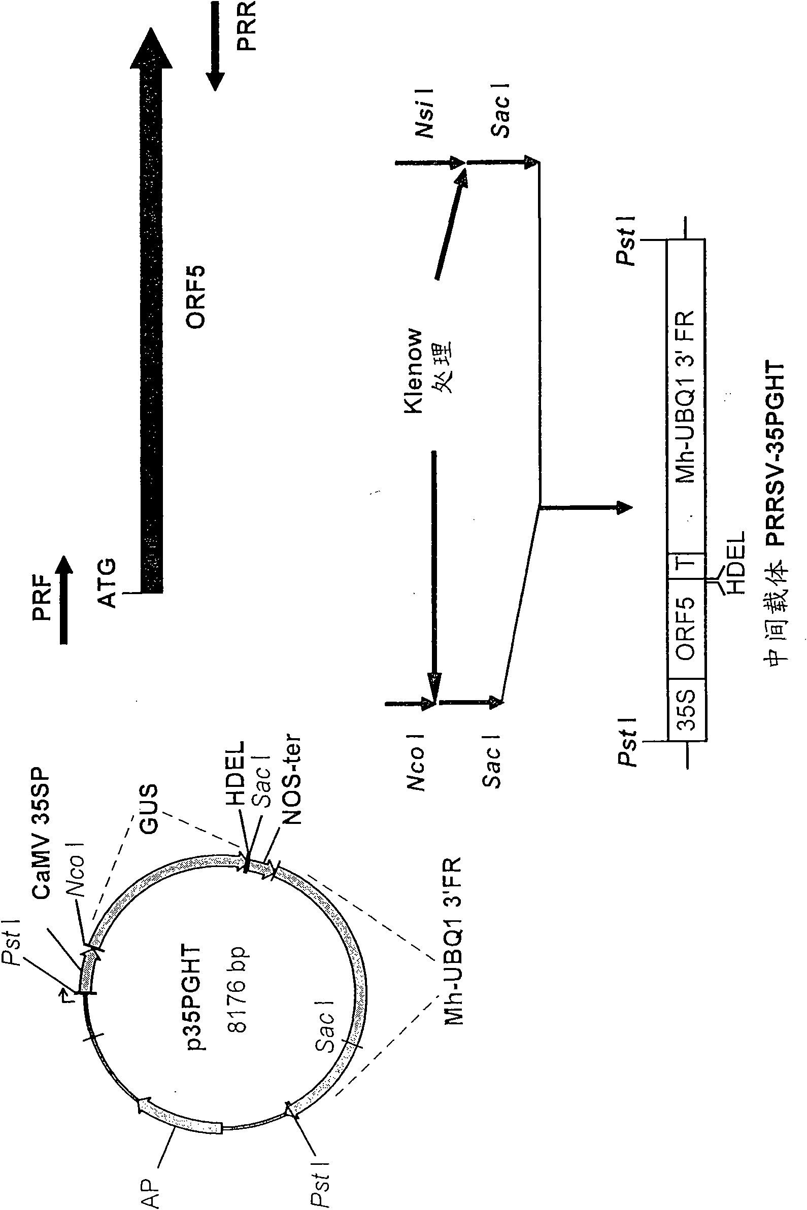 Gene expression composition, PRRS (Porcine Reproductive and Respiratory Syndrome) oral vaccine and preparation methods thereof