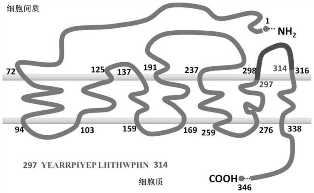 Immunogens used to prepare mprα monoclonal antibodies