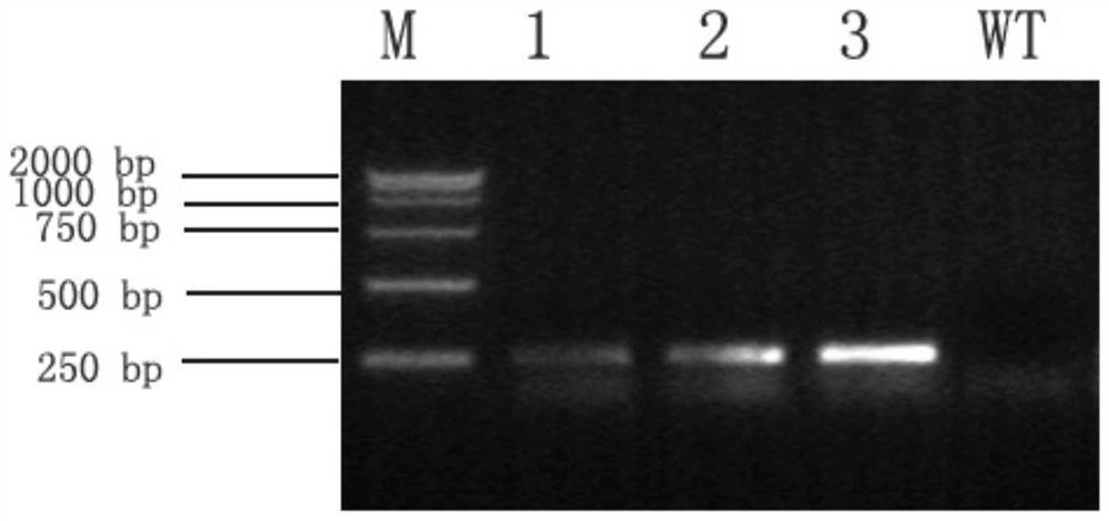 Application of gene derived from Klebsiella pneumonia