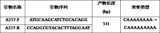 Low-temperature-resistant molecular marker A257 of penaeus japonicus and application of molecular marker A257