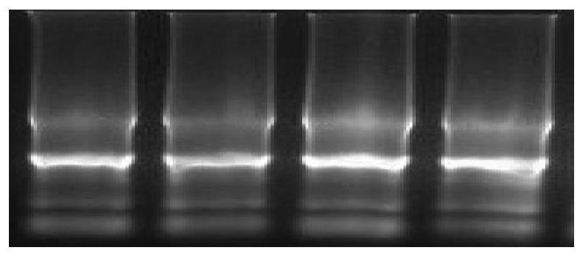 A method and application for detecting single nucleotide polymorphism of sheep spata6 gene