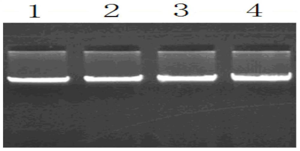 A method and application for detecting single nucleotide polymorphism of sheep spata6 gene