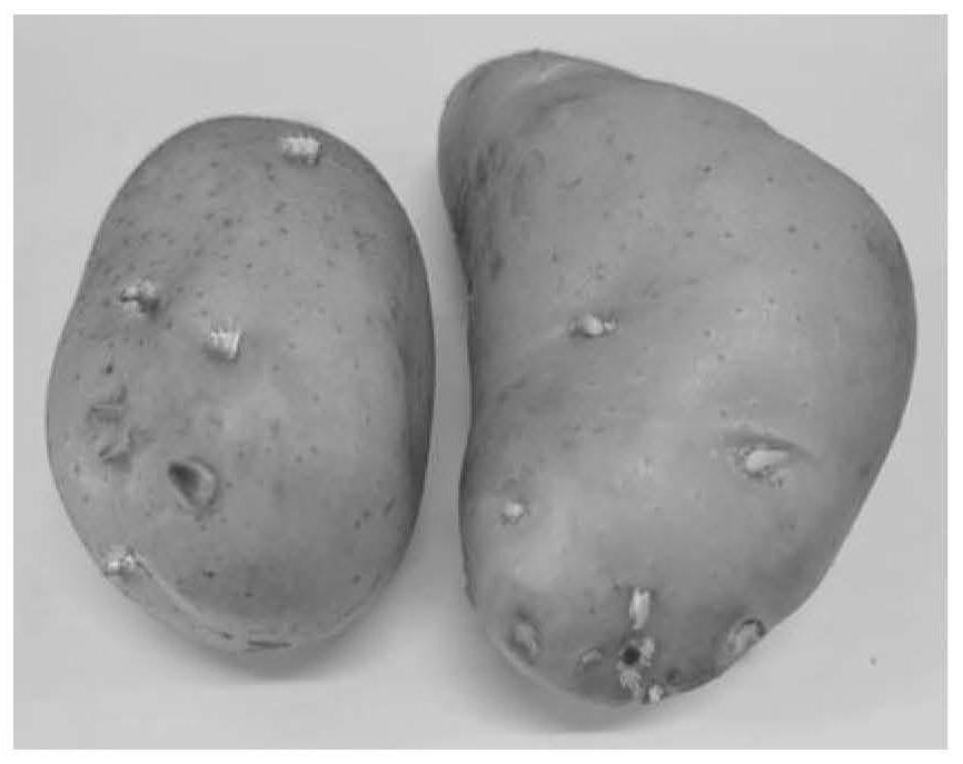 Preparation and application method of potato molecular asynchronously coupled multi-synergistic sprout inhibitor