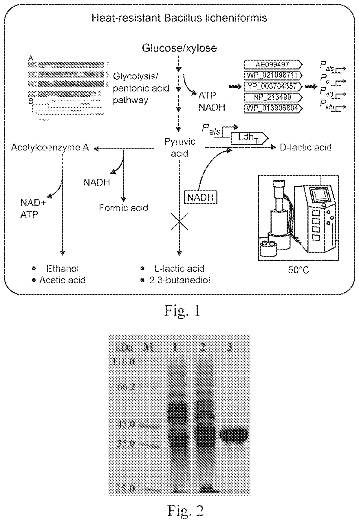 D-lactate dehydrogenase, engineered strain containing D-lactate dehydrogenase and construction method and use of engineered strain