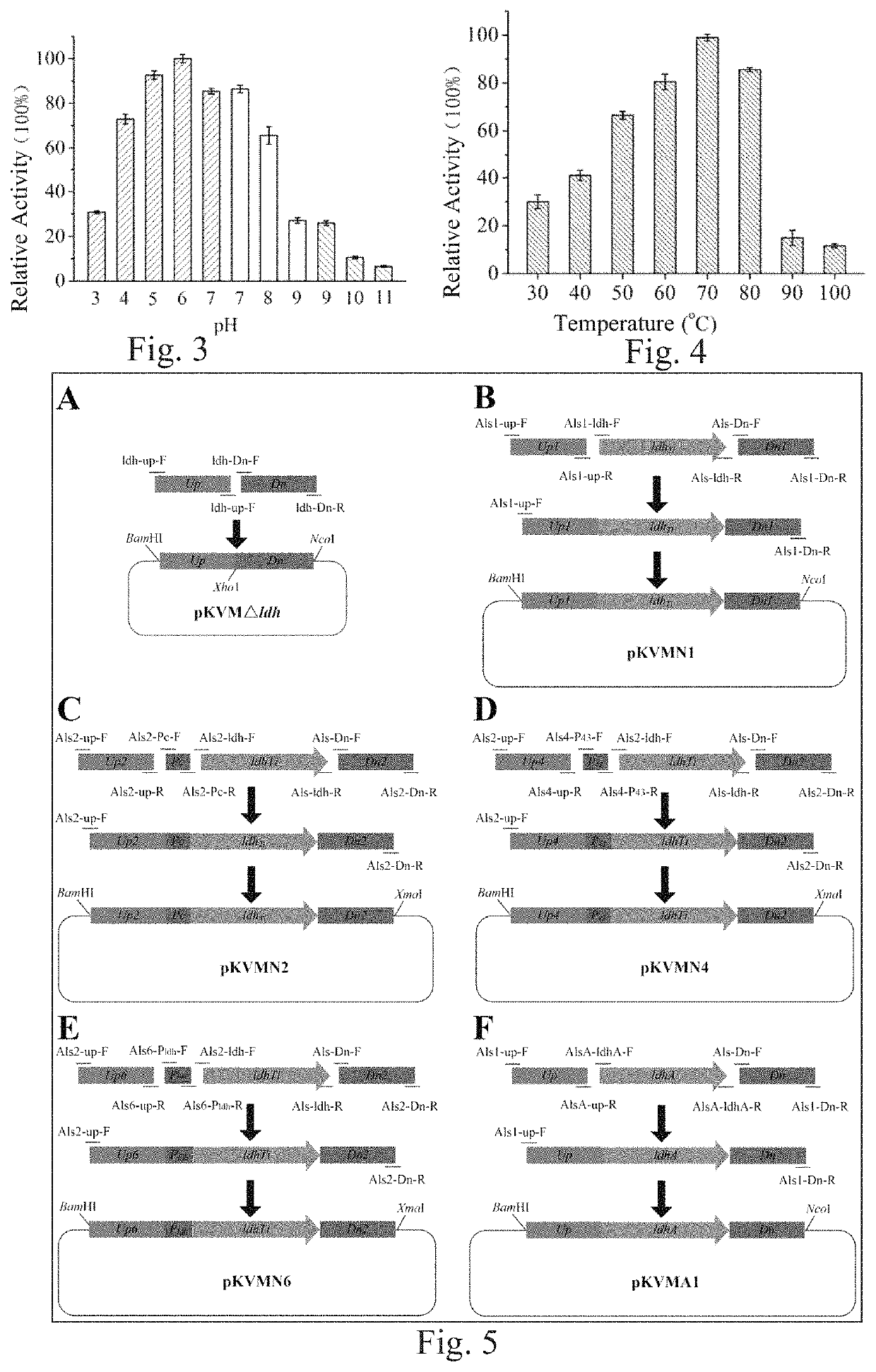 D-lactate dehydrogenase, engineered strain containing D-lactate dehydrogenase and construction method and use of engineered strain