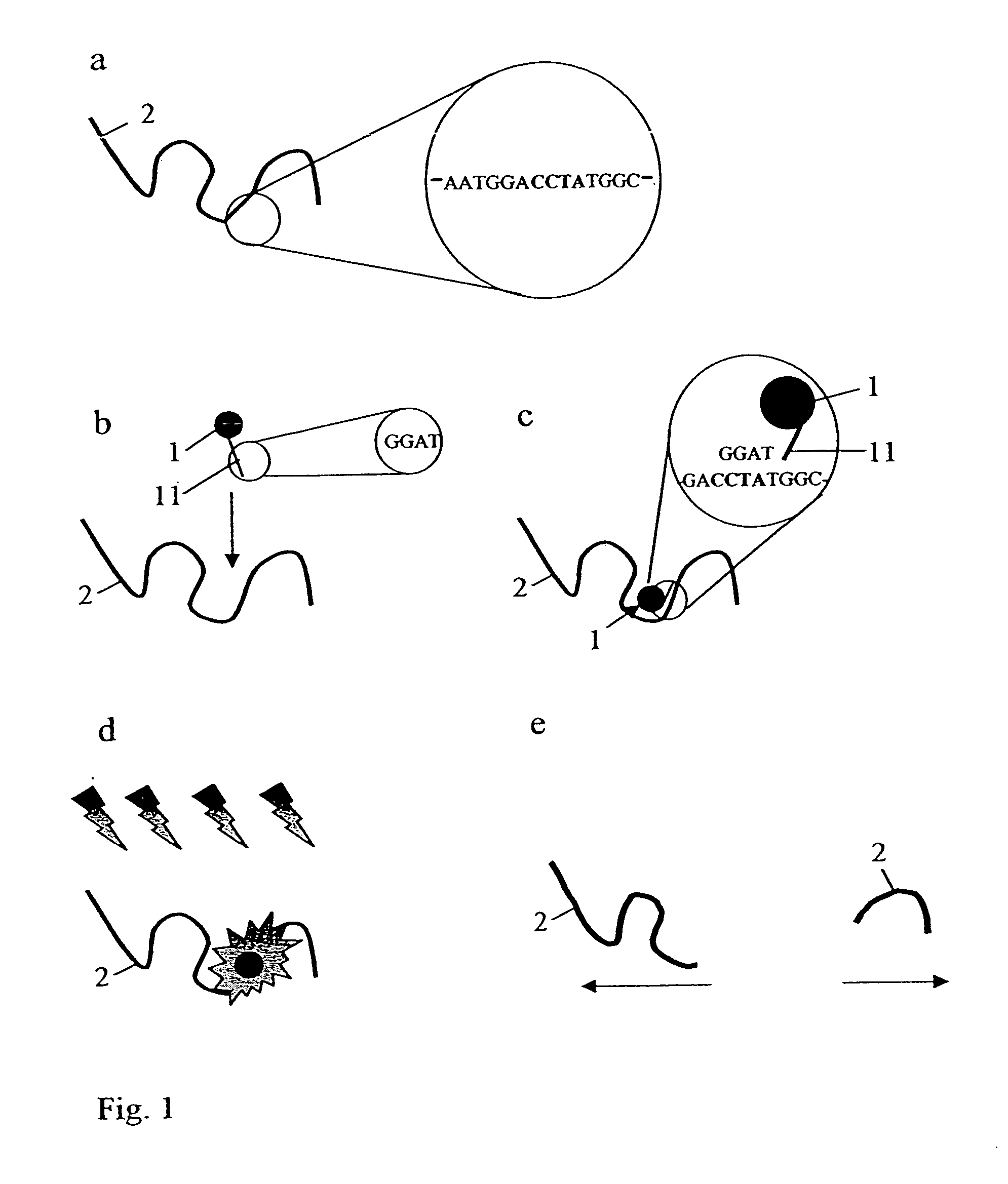 Method for the simultaneous dissection in specific positions of filiform organic molecular chains, in particular DNA