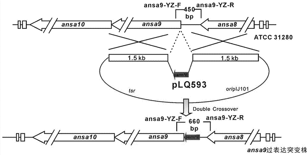 High-yield ansamitocin strain for reinforcing polyketide synthase gene transcriptional level and preparation method thereof