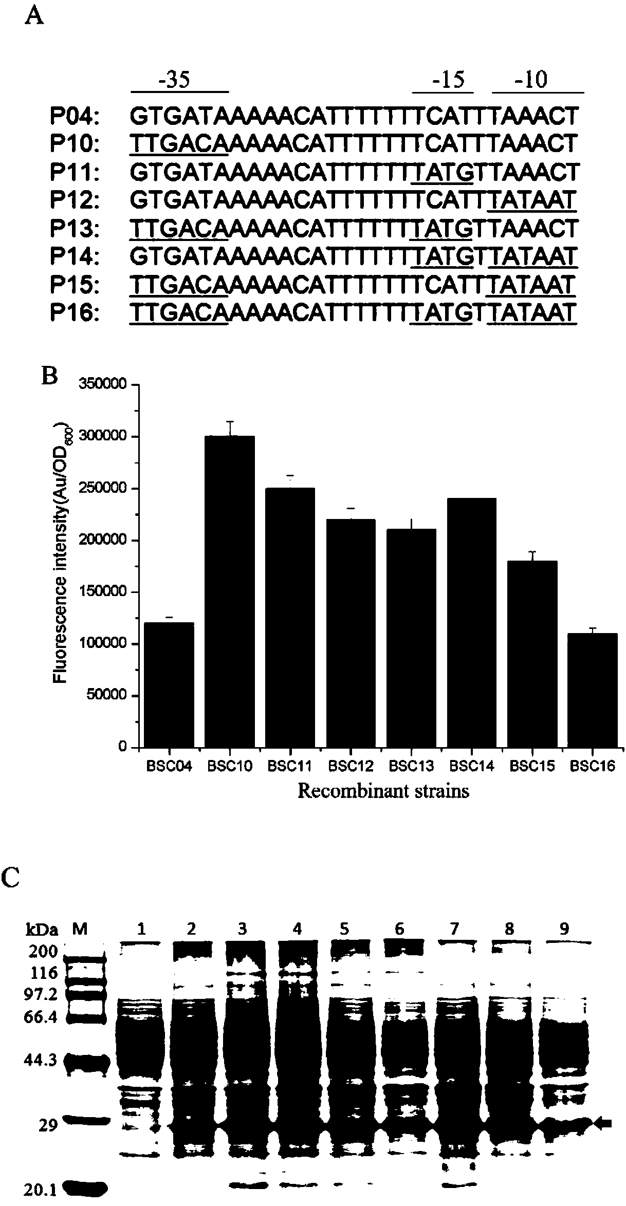 Bacillus subtilis self-induced expression system and application thereof