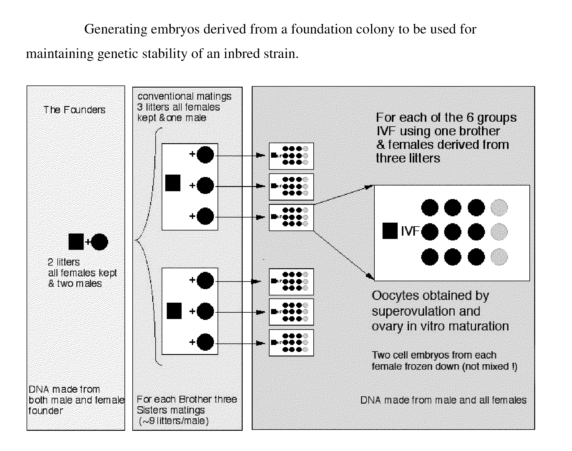 Methods for maintaining genetic stability of inbred animal strains