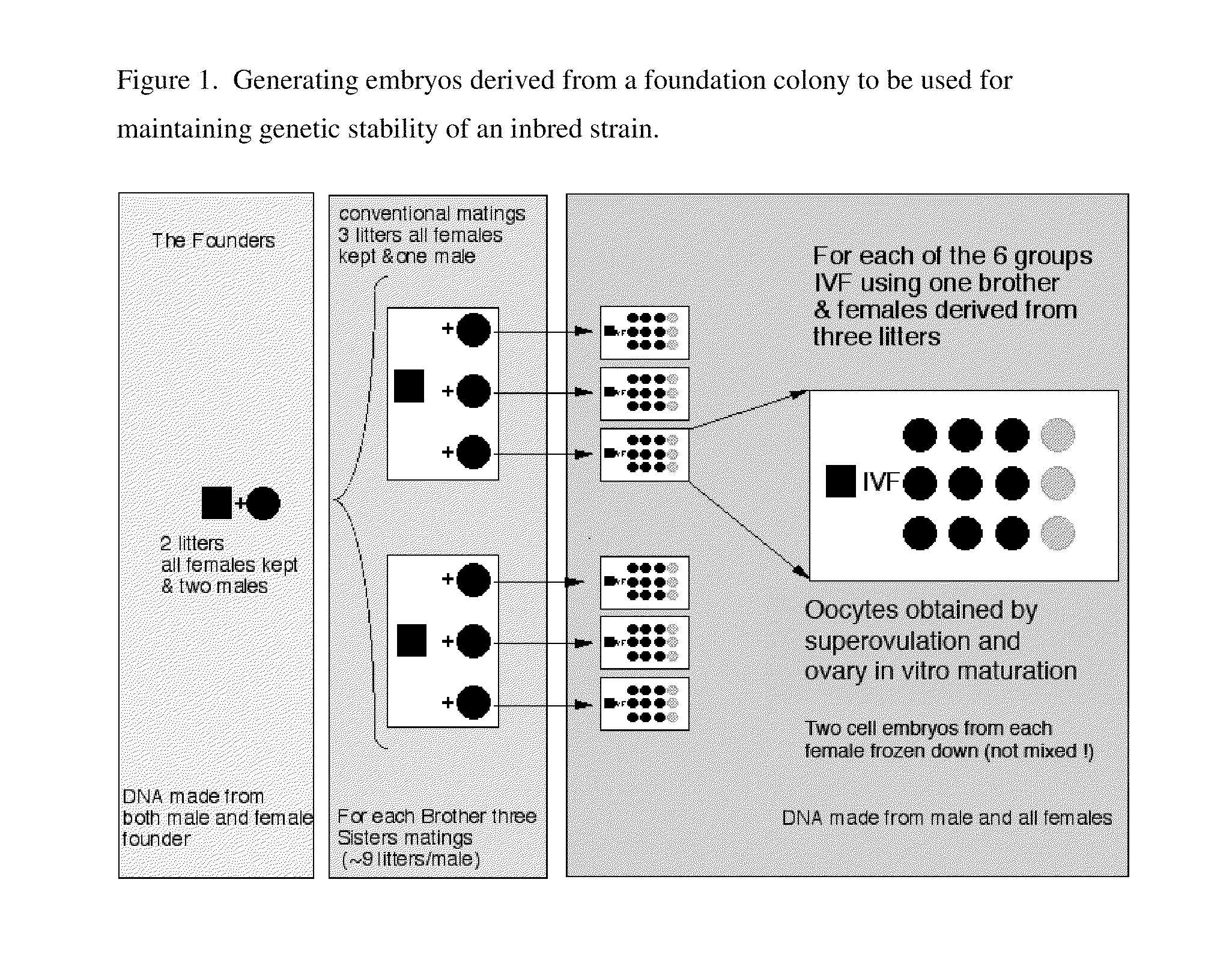 Methods for maintaining genetic stability of inbred animal strains