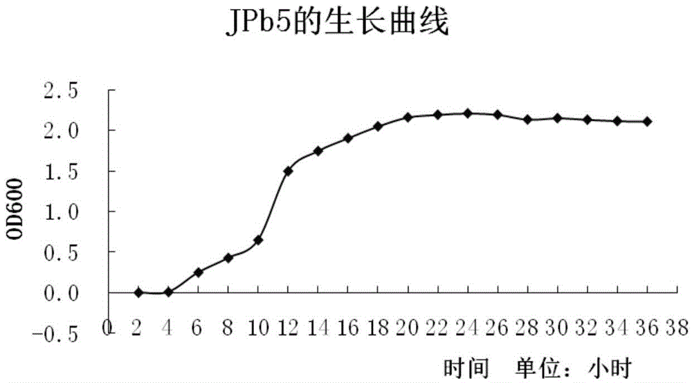 Sedum rhizosphere lead-resistant strain pseudomonas as well as screening method and application thereof