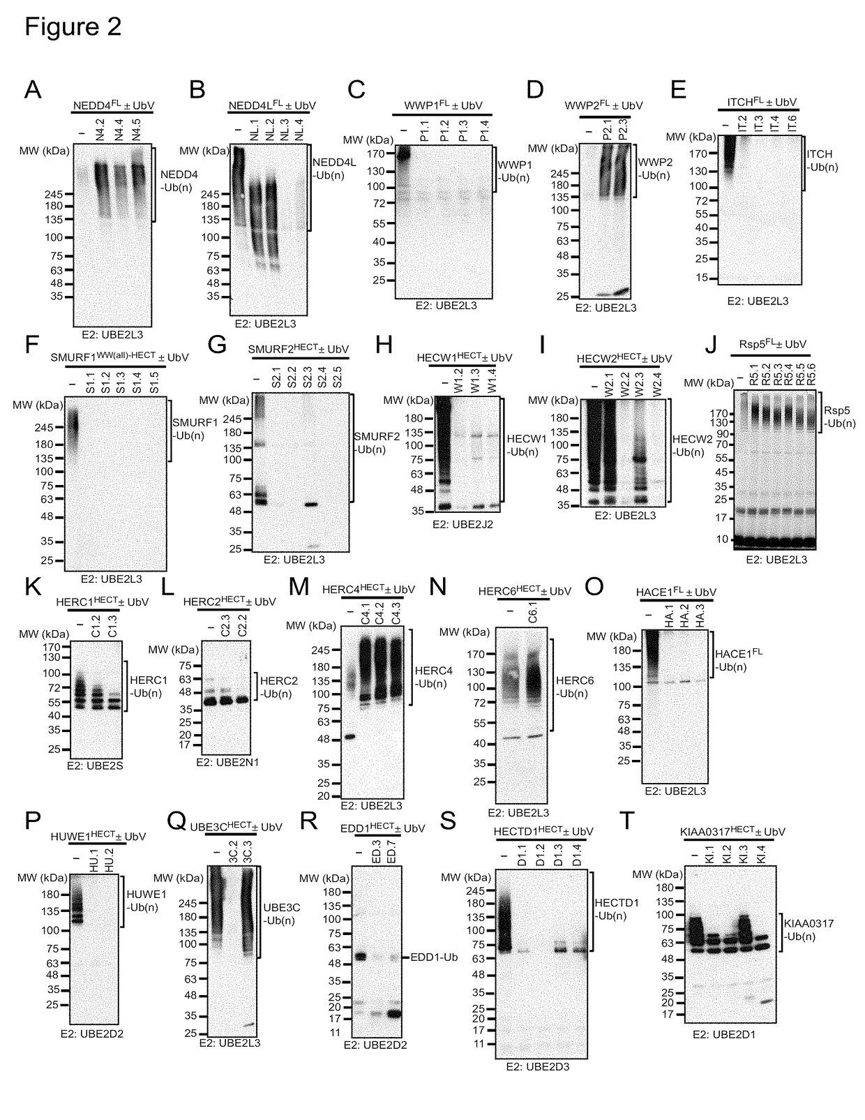 Ubiquitin variant modulators of hect e3 ligases and their uses