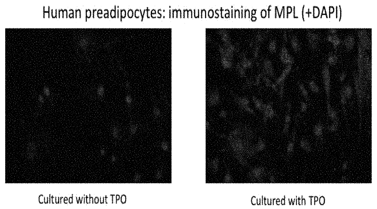 Method for producing mesenchymal cells with promoted c-MPL receptor expression on cell surface