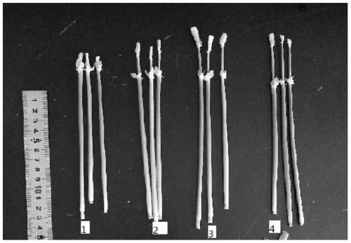 Sampling method of barley microspores