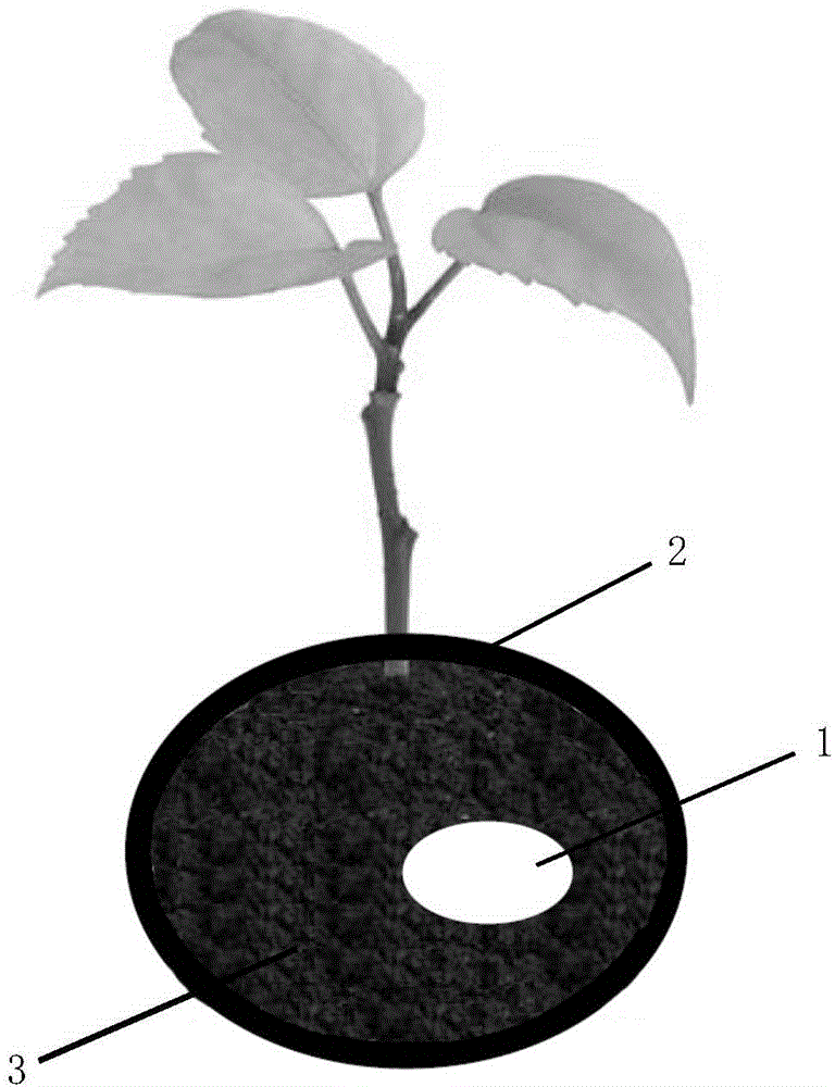 Protective box for protecting growth of plant seedlings