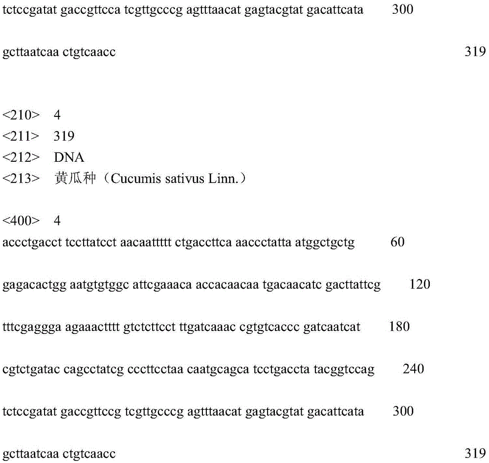 SNP (single-nucleotide polymorphism) marker method for detecting cucumber Corynespora-cassiicola-resistant site