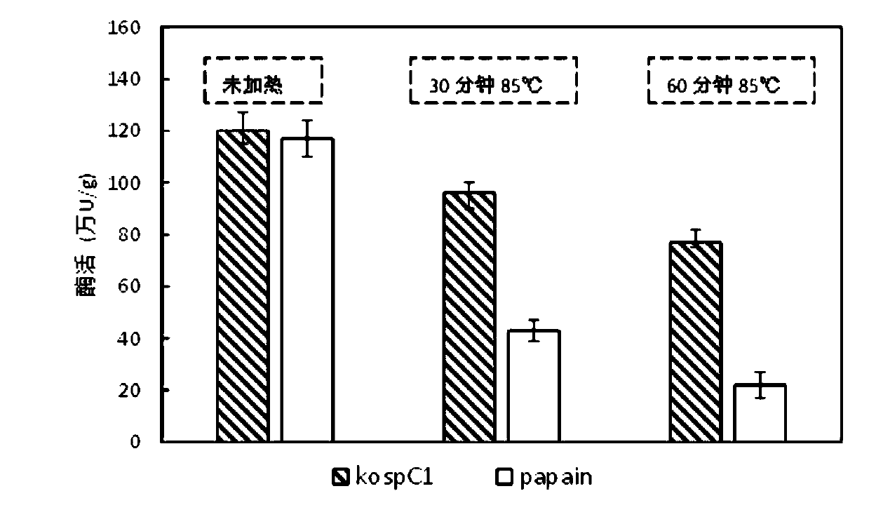 Heat-resistant cysteine protease, and coding genes and applications thereof