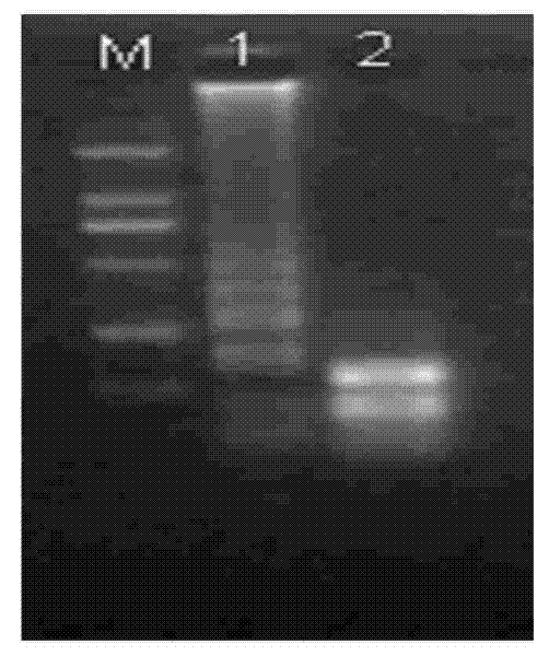 Canine parvovirus LAMP detection kit and detection method thereof