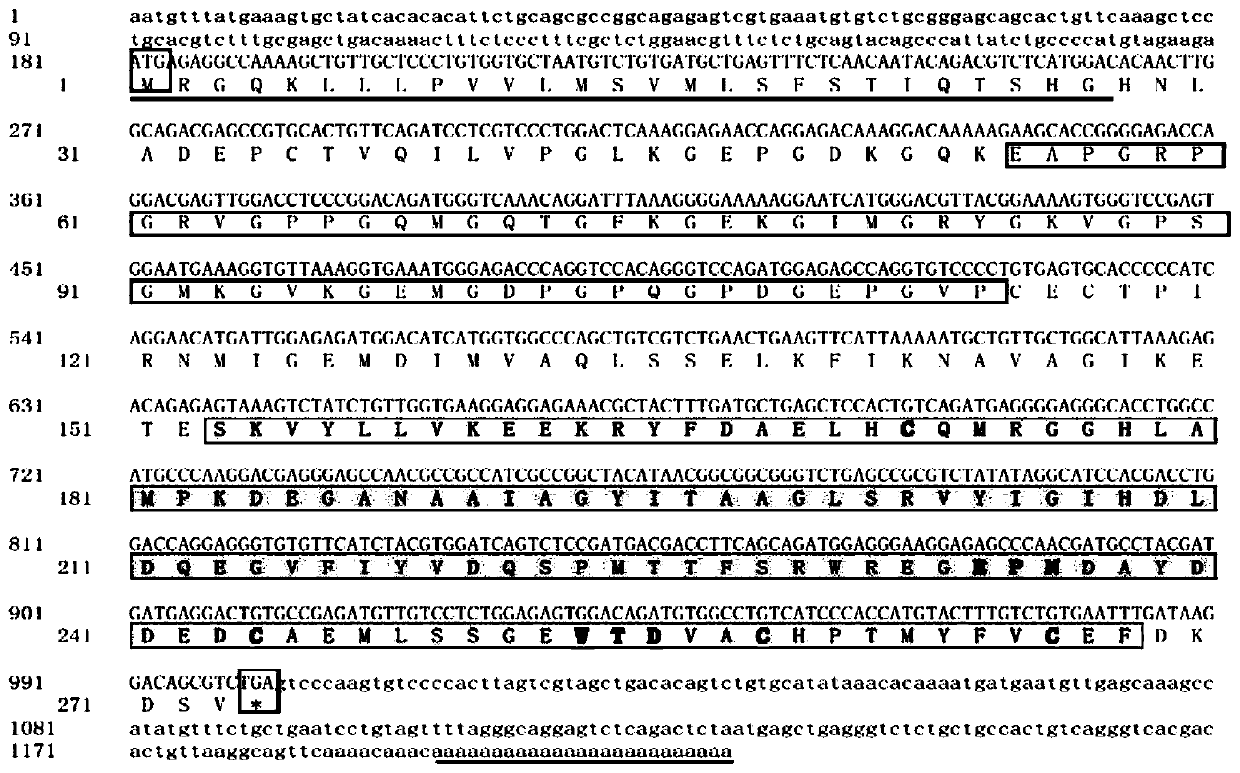 Disease-resistant gene collectin of lectin family of cynoglossus semilaevis