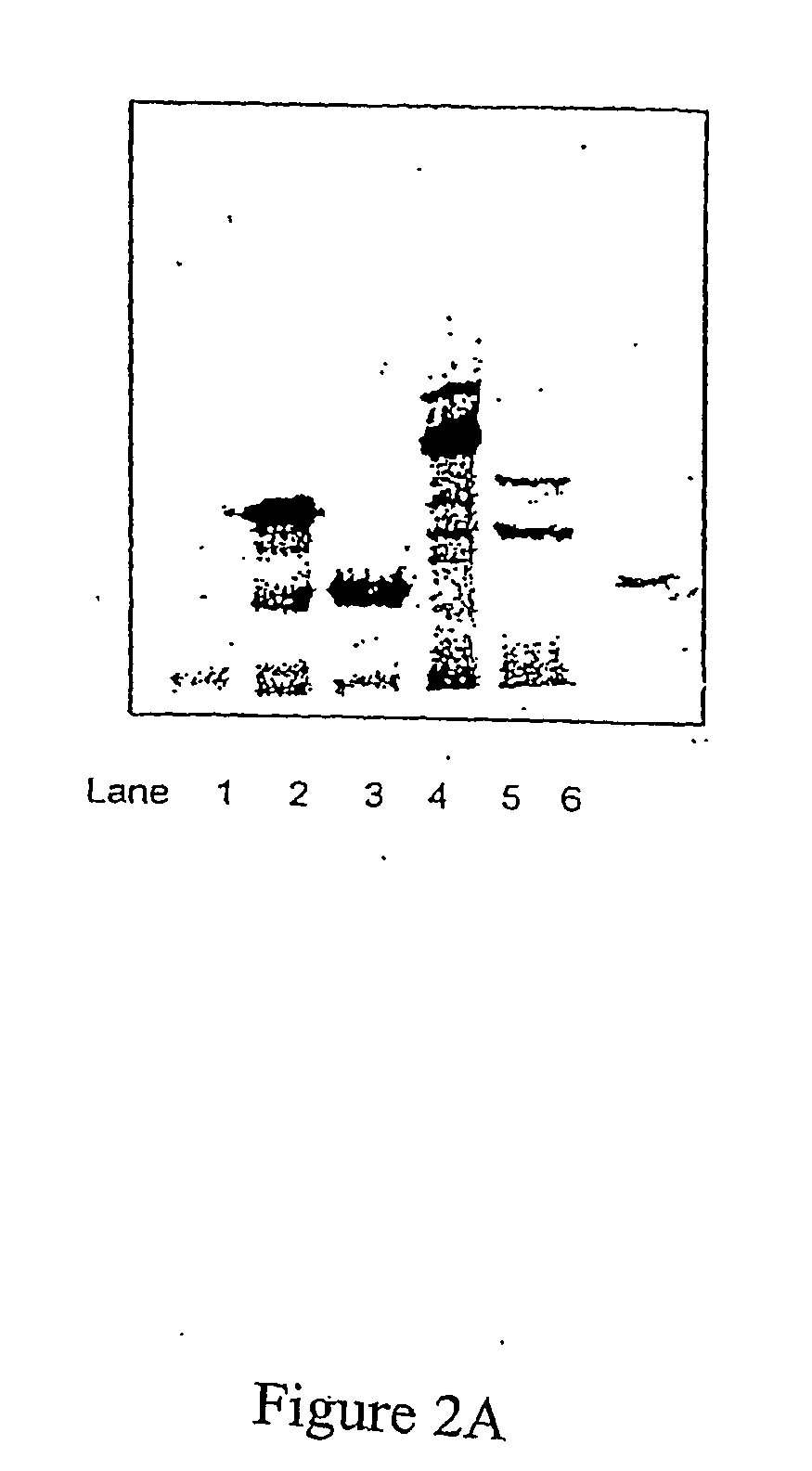 Methods for the Detection of Colorectal Cancer