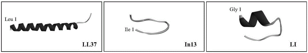 Efficient hybrid antibacterial peptide LI and preparation method and application thereof