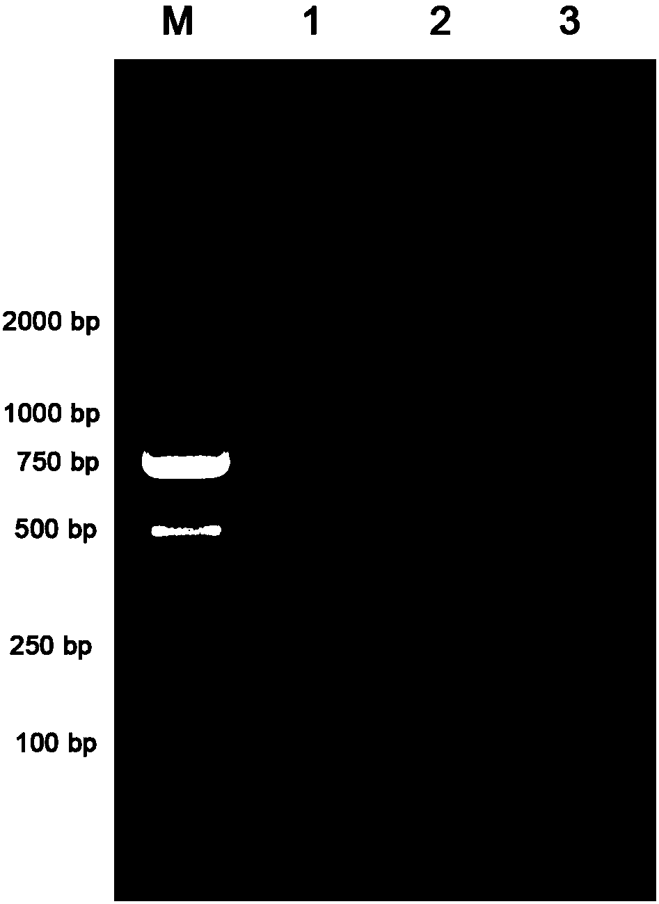 Amplification method for 3'-RACE adaptor primer and 3'-end unknown gene sequences