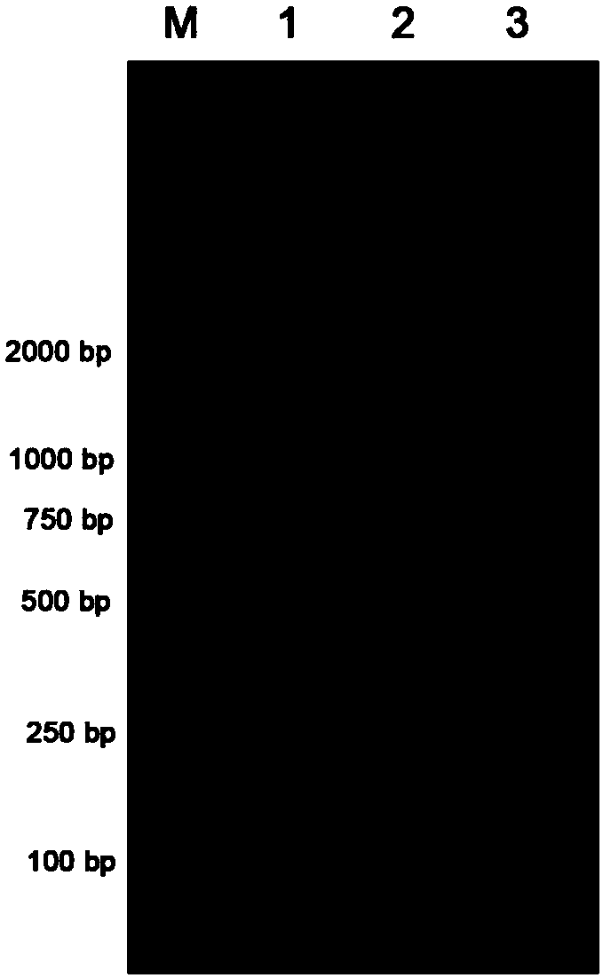 Amplification method for 3'-RACE adaptor primer and 3'-end unknown gene sequences