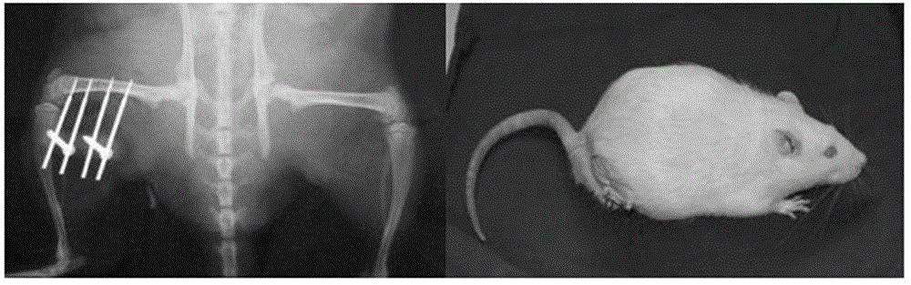 Non-connection model building method for hypertrophy bone connected with femoral shaft gristle of big mouse