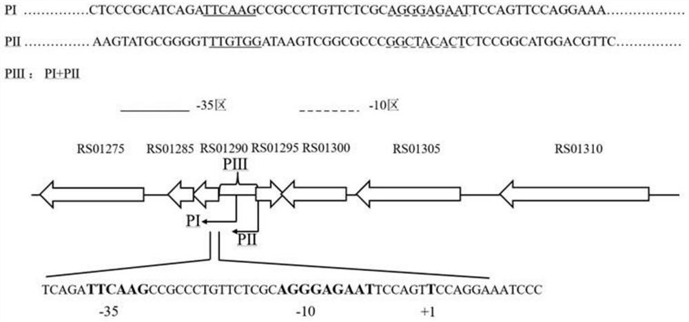 Acidithiobacillus caldus-sourced EpsRAc transcriptional regulation factor and application thereof in copper oxidation tolerance