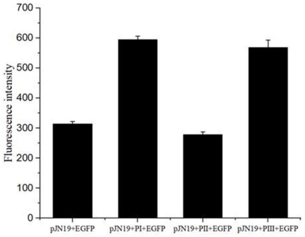 Acidithiobacillus caldus-sourced EpsRAc transcriptional regulation factor and application thereof in copper oxidation tolerance