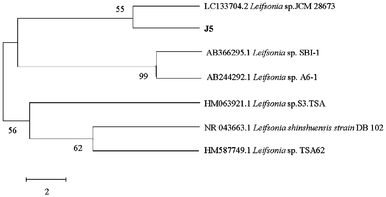 Preparation method of electrophilic microbial preparation and application of electrophilic microbial preparation in treatment of uranium-containing wastewater